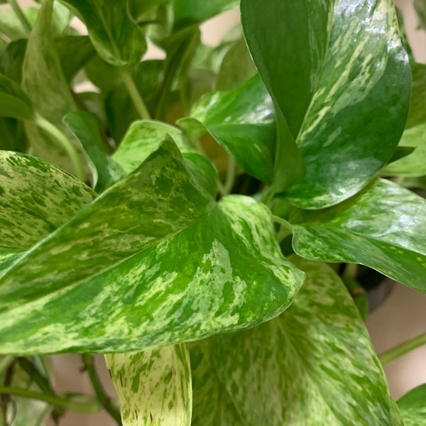 Dos recortes de Pothos de la Reina del Mármol - Epipremnum aureum - Devils Ivy Vine Nodes - Houseplant Cuttings for Propagating - Pothos aureus Snow