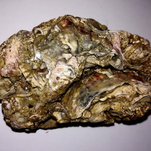 Aegean Sea Fossil Shell: Marine Life Stone Decor (6.35 oz),  The prices of the listings in this store include tariffs, duties and taxes