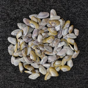Mischfarben Strandmuscheln vom Schwarzen Meer 150 g, Natürliche Muschelschalen für Schmuck, Muscheln für Kunsthandwerk, Muscheln für Kunst und Aquarium