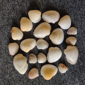 Mixed Colors Seashells from Black Sea 0.5-2.0", Seashells For Crafts, Shells For Art, Natural Mussel shells for jewelry, Beach Shells