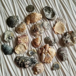 Natürliche Muschelschalen für Schmuck, Set von Meeresmuscheln, mehrfarbige Kunstdekoration, Aquarium Nautik Dekor, Dekorationsmaterialien