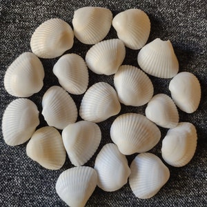 White Seashells from Black Sea 1.5-2.0", Seashells For Crafts, Natural Mussel shells for jewelry, Natural Sea Shells, Beach Seashells