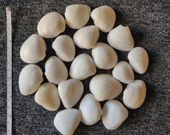 May include: A collection of 20 white seashells arranged in a circle on a gray fabric background.