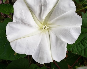 Ipomea Alba Moon Vine seed only 75 cents Shipping on single or multiple items!!