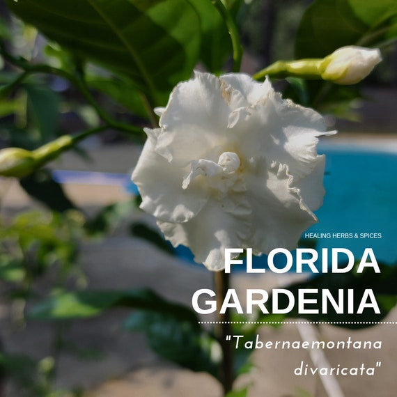 Florida Gardenia or Crape Jasmine - Live Plant