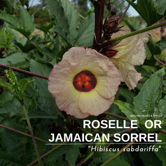 Roselle or Jamaican Sorrel - Live Plant