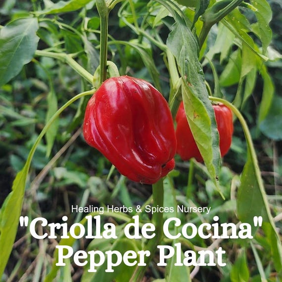 Pepper Plant "Criolla de Cocina" - Live Plant