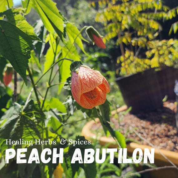 Abutilon "Peach" - Live Plant