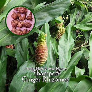 Shampoo Ginger - Rhizomes, Half or One Pound