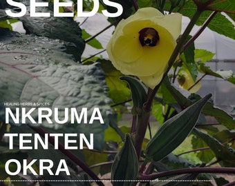 Okra "Nkruma Tenten" - 30 SEEDS