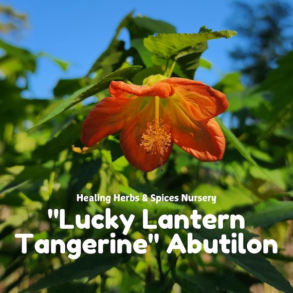 Abutilon "Lucky Lantern Tangerine" - Live Plant