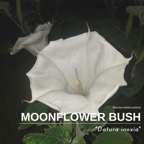 Moonflower Bush - Live Plant