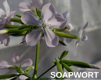 Soapwort - Live Plant