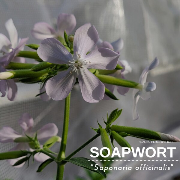 Soapwort - Live Plant