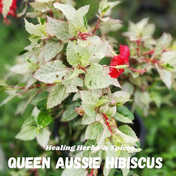Hibiscus, Tropical  "Queen Aussie" - Live Plant