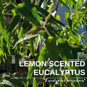 Lemon Scented Eucalyptus - Live Plant
