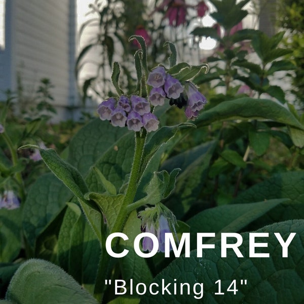 Comfrey "Blocking 14" - 4in pot