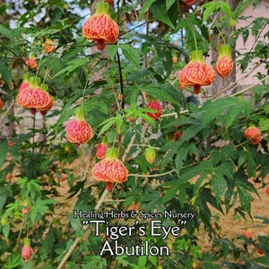 Abutilon "Tigers Eye" - Live Plant