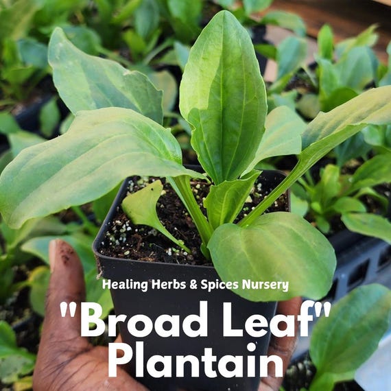 Plantain "Broadleaf" - Live Plant