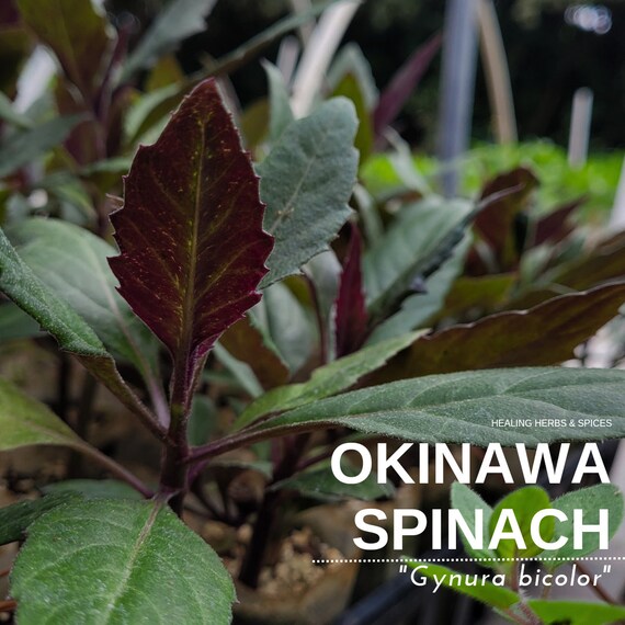 Okinawa Spinach - Live Plant