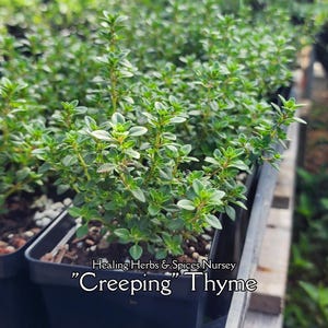 May include: Close-up of a tray of Creeping Thyme plants. The plants have small, oval, green leaves and are in black plastic pots. The text "Healing Herbs & Spices Nursery" and "Creeping Thyme" are visible.