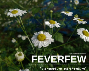 Feverfew - Live Plant