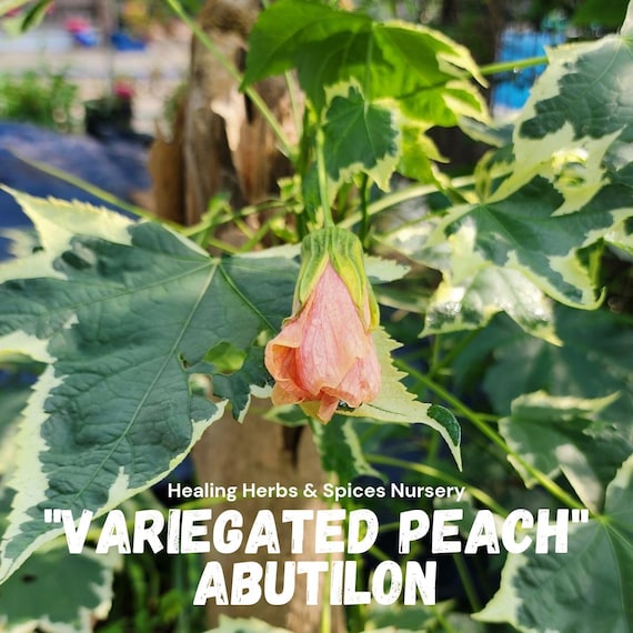 Abutilon "Variegated Peach" -  Live Plant