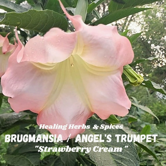 Brugmansia or Angel's Trumpet "Strawberry Cream"- Live Plant
