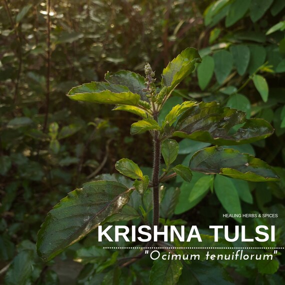 Tulsi "Krishna" - Live Plant