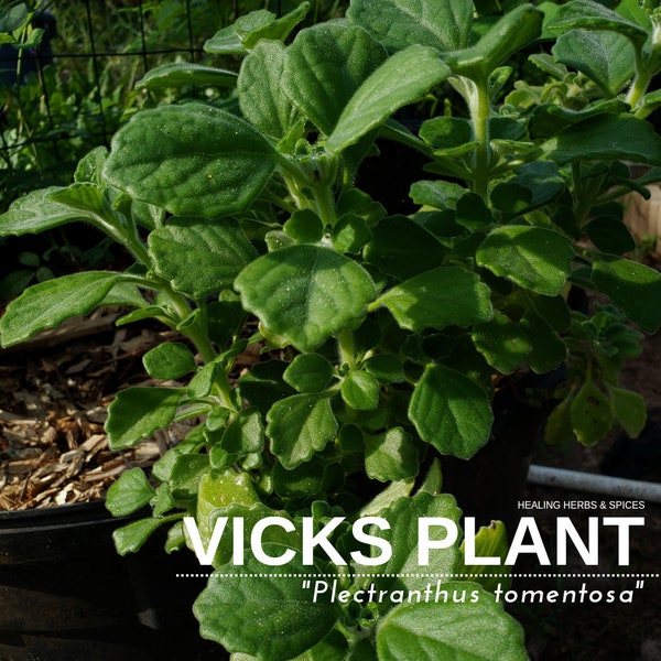 Plante Vicks - Plante vivante