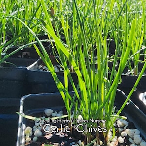 Garlic Chives - Live plant