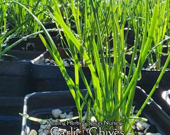 Garlic Chives - Live plant