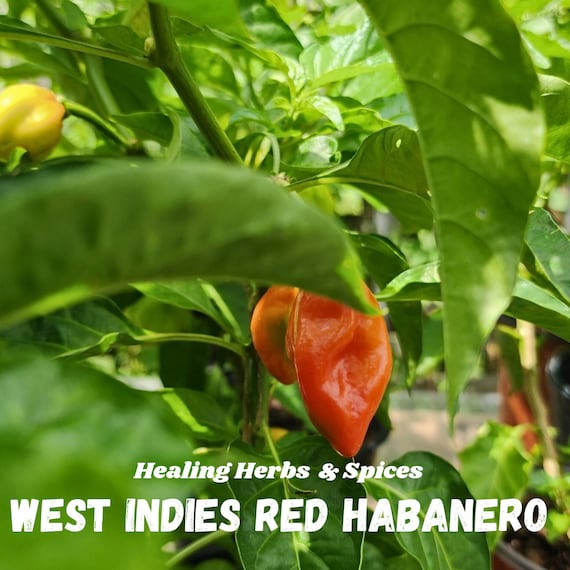 Pepper Plant "West Indies Habanero" - Live Plant