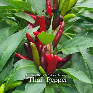 Pepper &quot;Thai&quot; - Live Plant