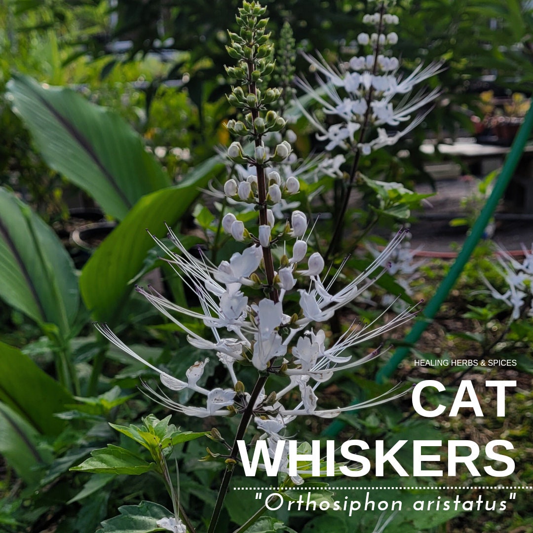 Cat Whiskers or Java Tea Plant Live Plant - Etsy
