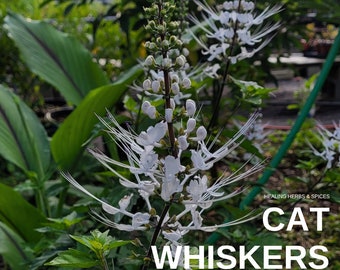 Cat Whiskers or Java Tea Plant - Live Plant