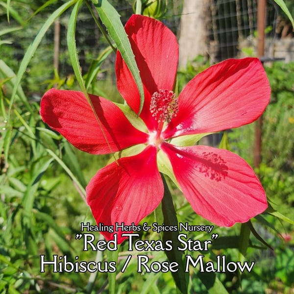 Hibiscus "Scarlet Rose" - Live Plant