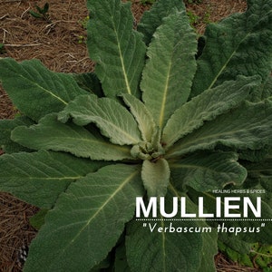 Mullien - Live Plant