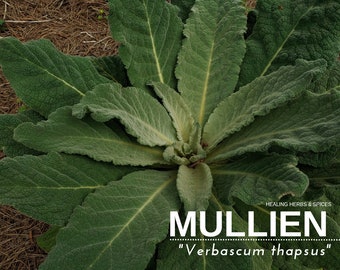 Mullien - Live Plant