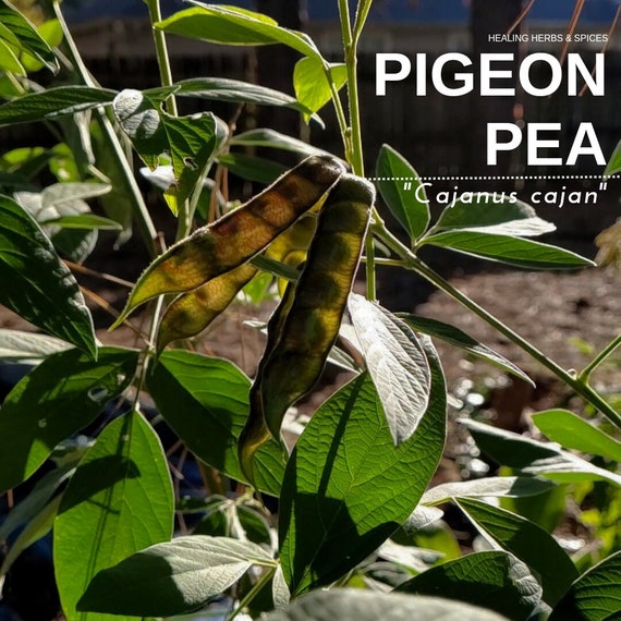 Pigeon Pea - Live Plant
