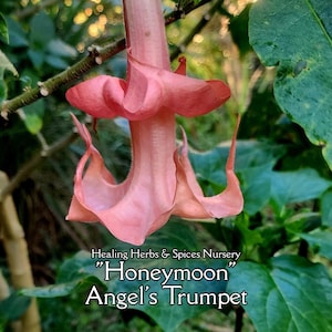 May include: A close-up of a pink Angel's Trumpet flower, with a trumpet-like shape and delicate petals. The flower hangs from a branch, surrounded by green foliage. Text on the image reads "Healing Herbs & Spices Nursery" and "Honeymoon Angel's Trumpet."