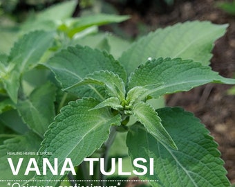 Tulsi "Vana" - Live Plant