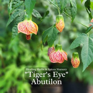 Abutilon &quot;Tigers Eye&quot; - Live plant