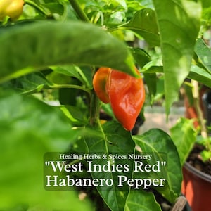 Pepper Plant &quot;West Indies Habanero&quot; - Live Plant