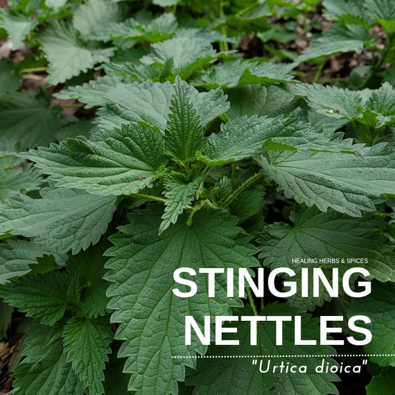 Stinging Nettles - Live Plant