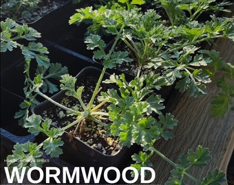 Wormwood - 4in pot