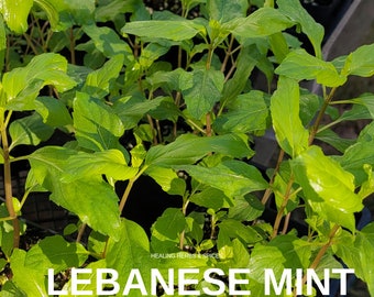 Mint "Lebanese" - Live Plant