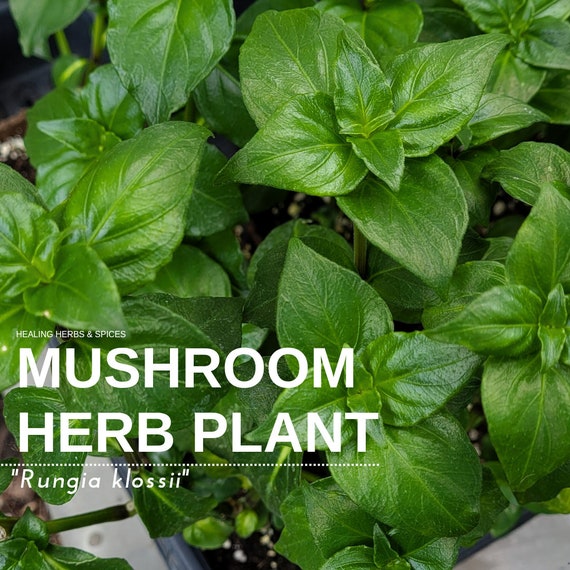 Mushroom Herb Plant - Live Plant