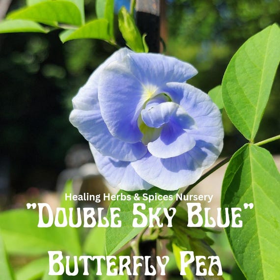 Butterfly Pea "Double Sky Blue" - Live Plant