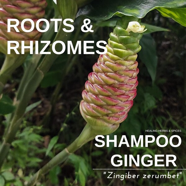 Shampoo Ginger Plant Etsy